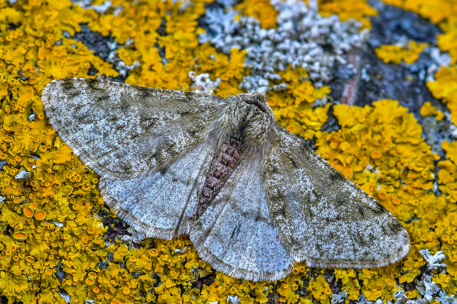 Apocheima pilosaria - zöldes tavasziaraszoló