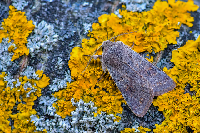 Orthosia populeti - nyárfa-barkabagoly