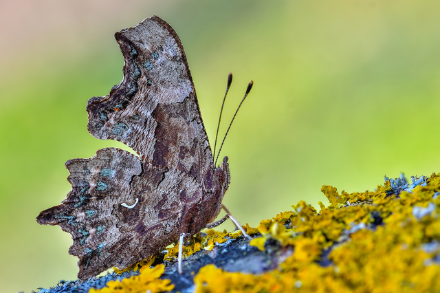 Nymphalis c-album - C-betűs lepke