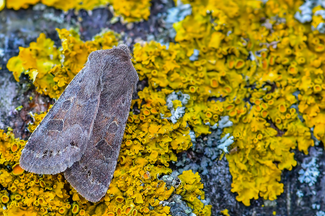 Orthosia populeti - nyárfa-barkabagoly