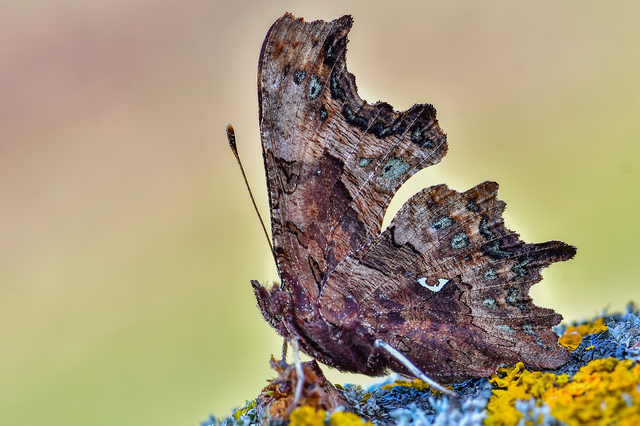 Nymphalis c-album - C-betűs lepke