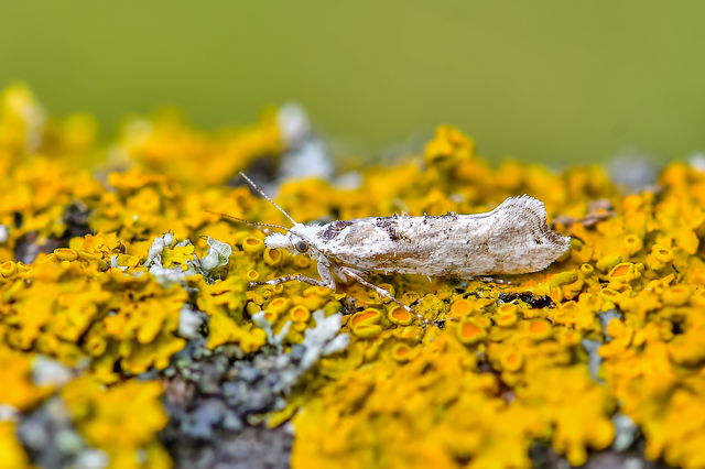 Ypsolopha asperella - levélfonó tarkamoly