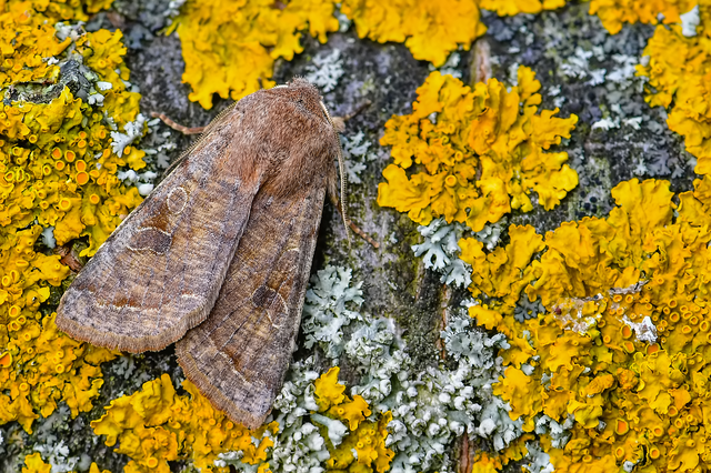 Orthosia incerta - változékony barkabagoly