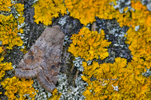 Orthosia incerta - változékony barkabagoly