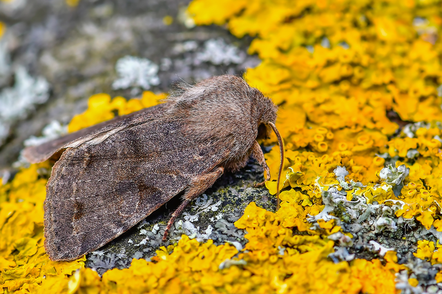 Orthosia incerta - változékony barkabagoly