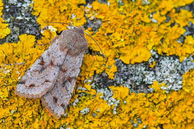 Orthosia incerta - változékony barkabagoly