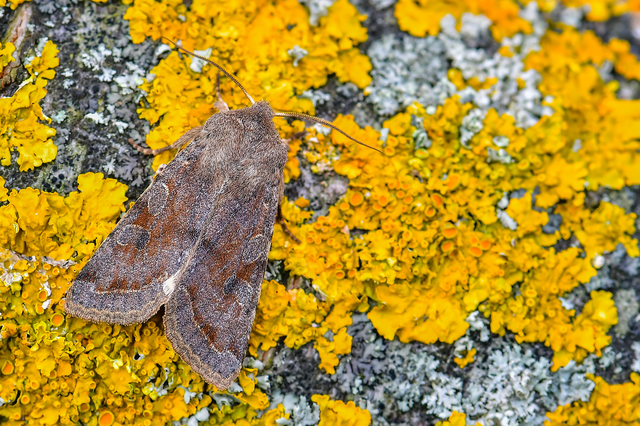 Orthosia incerta - változékony barkabagoly
