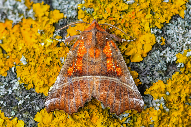 Scoliopteryx libatrix - vörös csipkésbagoly