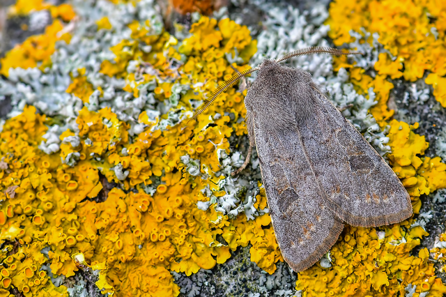 Orthosia populeti - nyárfa-barkabagoly