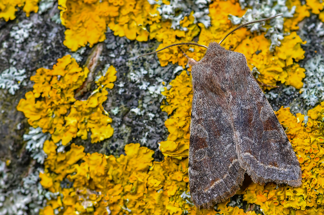Orthosia incerta - változékony barkabagoly