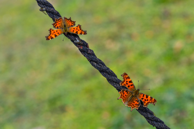 Nymphalis c-album - C-betűs lepke