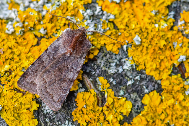 Cerastis rubricosa - vörhenyes tavaszibagoly
