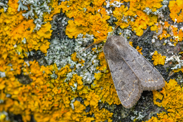 Orthosia populeti - nyárfa-barkabagoly