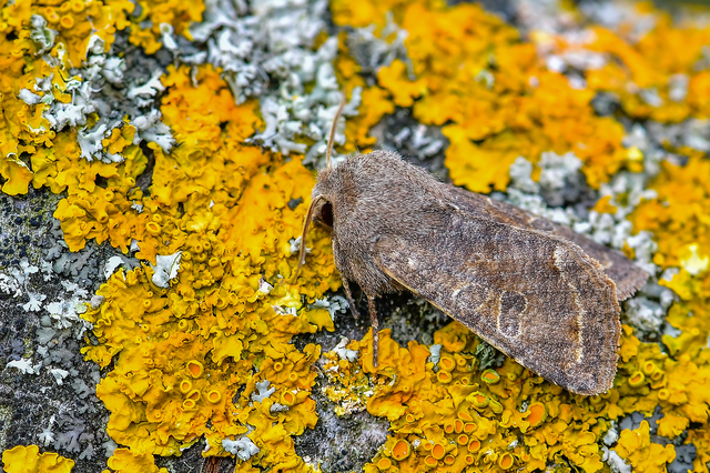 Orthosia incerta - változékony barkabagoly