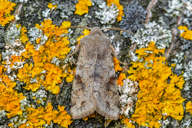 Orthosia incerta - változékony barkabagoly