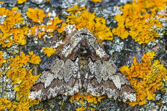 Biston strataria - barnapettyes araszoló