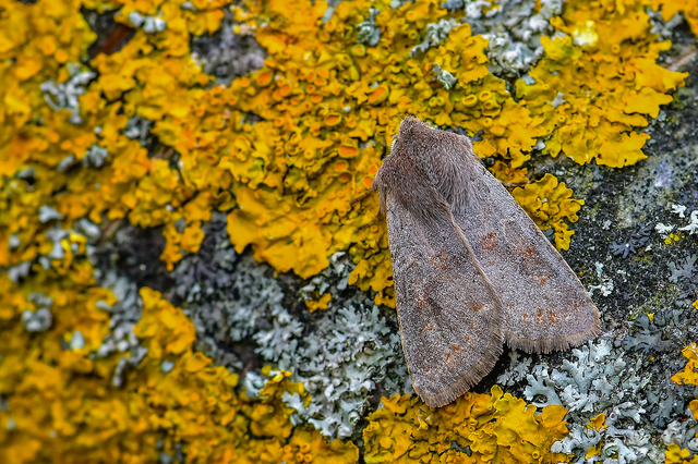 Orthosia populeti - nyárfa-barkabagoly