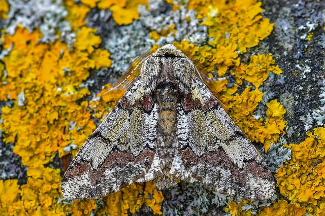 Biston strataria - barnapettyes araszoló