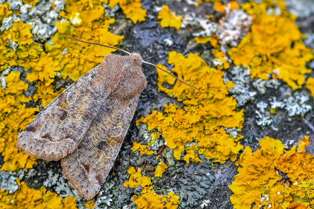 Orthosia incerta - változékony barkabagoly