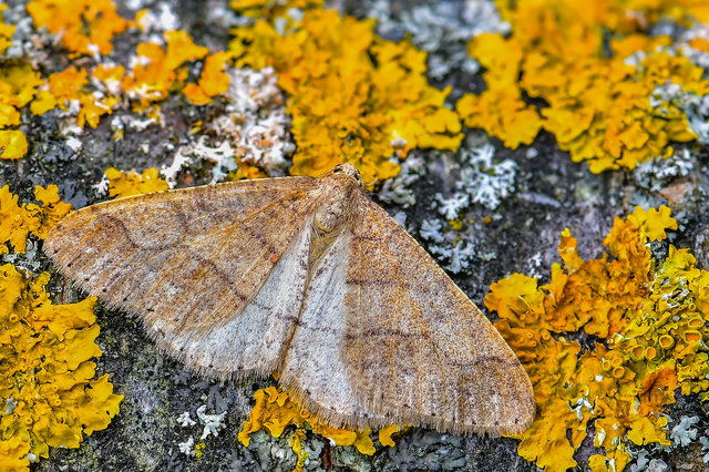 Agriopis marginaria - sárgás téliaraszoló