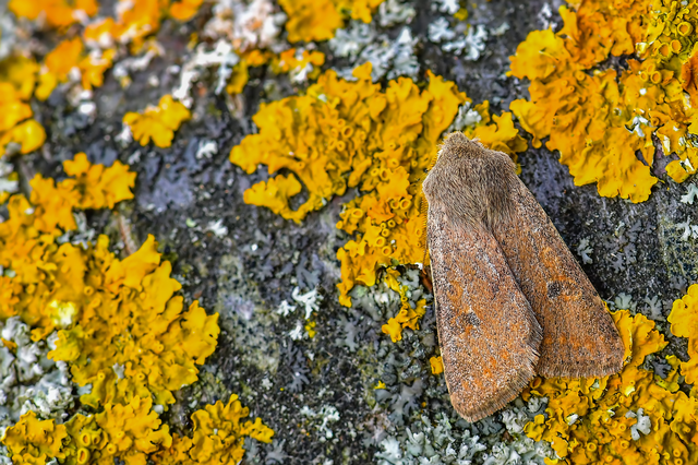 Orthosia cruda - kis barkabagoly
