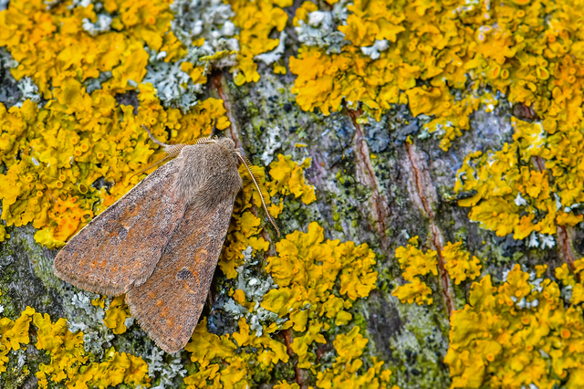 Orthosia cruda - kis barkabagoly