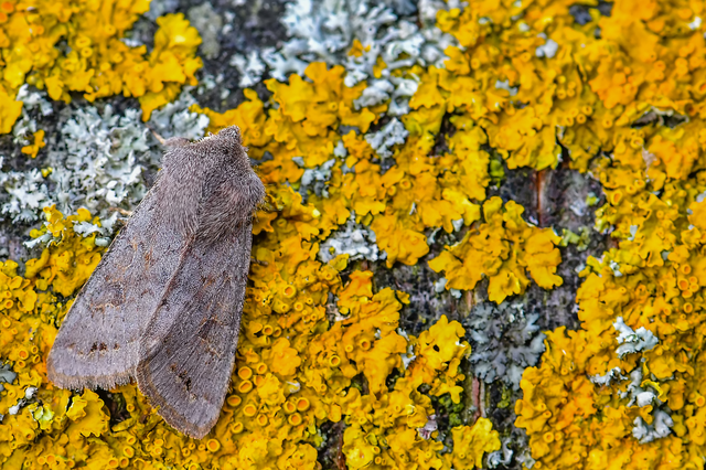 Orthosia populeti - nyárfa-barkabagoly