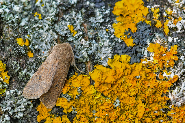 Orthosia cruda - kis barkabagoly