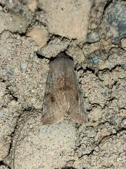 Orthosia incerta - változékony barkabagoly