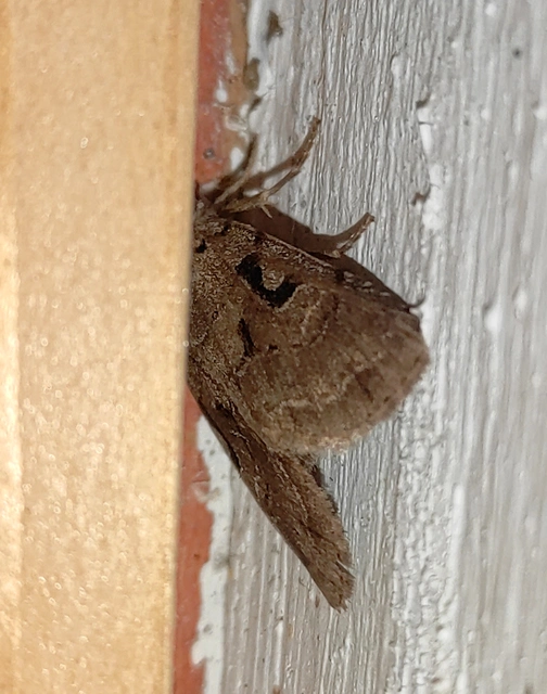 Orthosia gothica - feketefoltos barkabagoly