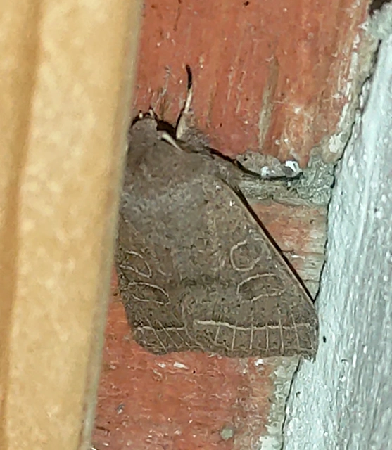 Orthosia cerasi - közepes barkabagoly