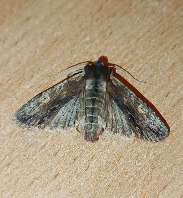 Lithophane semibrunnea - keskenyszárnyú fabagoly