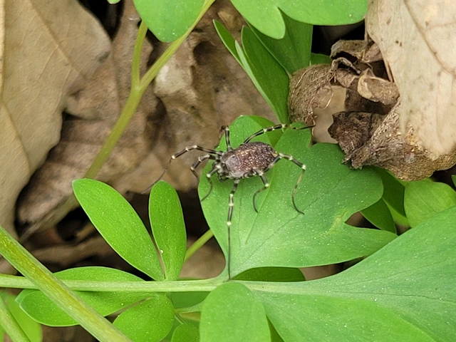 Opiliones - Kaszáspókok