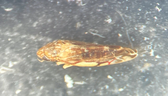 Erasmoneura vulnerata