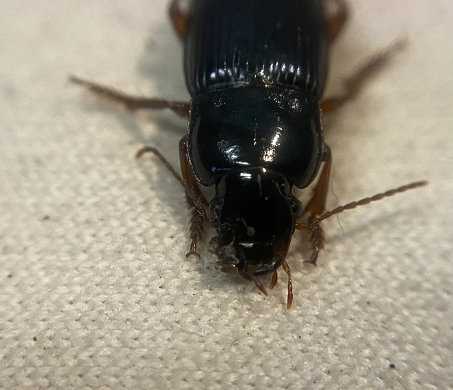 Harpalus rubripes - vöröslábú lomhafutó