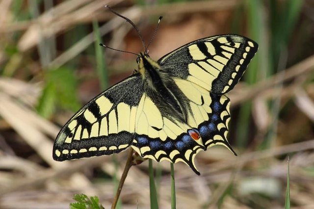 Papilio machaon - fecskefarkú lepke