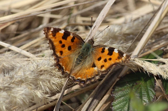 Nymphalis polychloros - nagy rókalepke