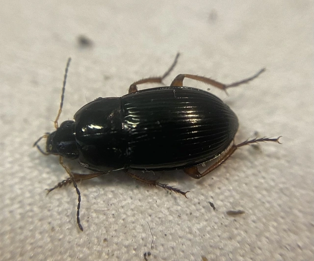 Amara saphyrea - azúrkék közfutó Amara saphyrea - azúrkék közfutó