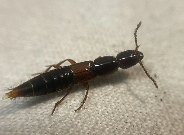Othius punctulatus - nagy avarholyva