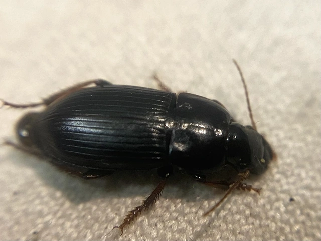 Harpalus tardus - ligeti lomhafutó