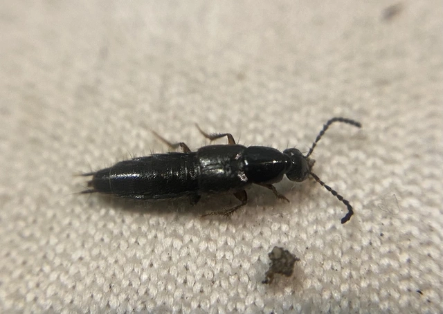 Philonthus umbratilis - nagyszemű ganajholyva