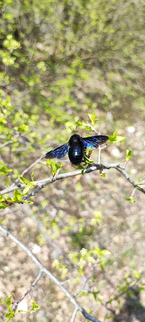 Xylocopa