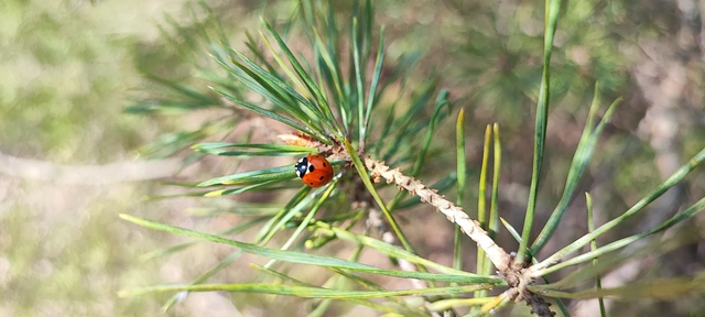Coccinella septempunctata - hétpettyes katica