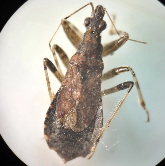 Himacerus mirmicoides - csalán-tolvajpoloska