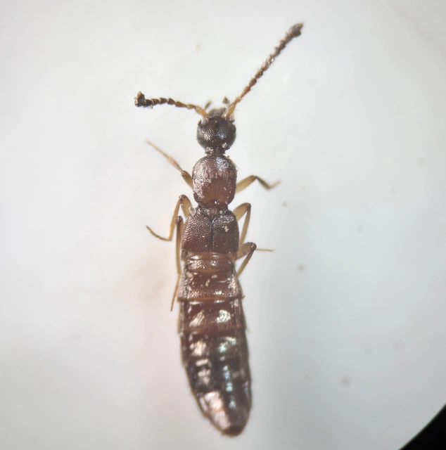 Drusilla canaliculata - közönséges hangyászholyva