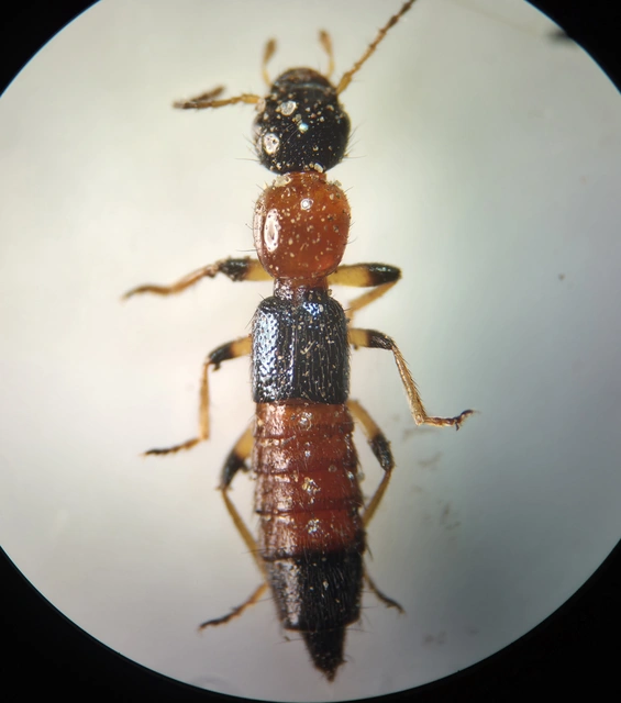 Paederus littoralis - réti partiholyva