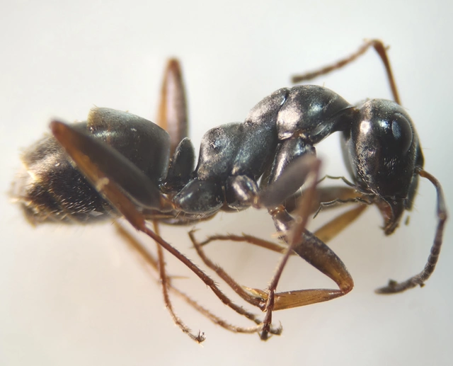 Formica fusca - kormos rabszolgahangya