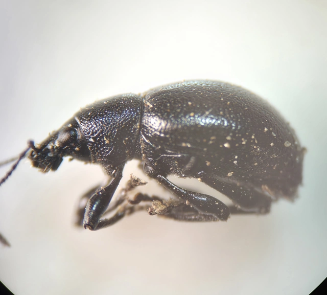 Otiorhynchus lirus - fényes gyalogormányos