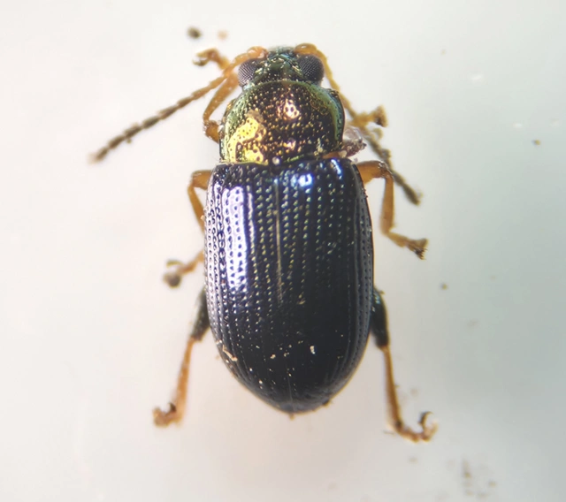 Crepidodera aurata - ékes fűz-földibolha