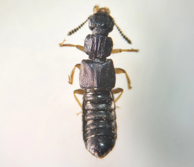 Anotylus rugosus - rovátkáshátú korhóholyva Anotylus rugosus - rovátkáshátú korhóholyva